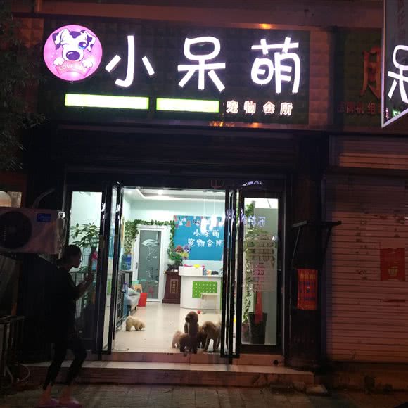 小呆萌宠物会所:六安市霍邱县