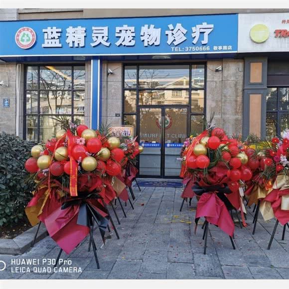 蓝精灵宠物诊疗(敬亭路店):宣城市宣州区