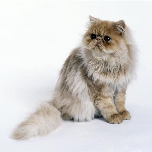 邻小虎宠物用品?猫粮?狗粮?猫砂超市(禅城店):佛山市禅城区东方广场附近