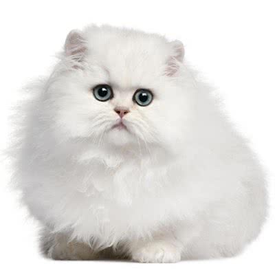 猫名居:佛山市南海区石啃附近