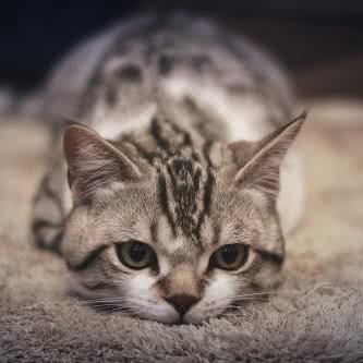 FairyCattery英短猫舍:武汉市江汉区汉口火车站附近