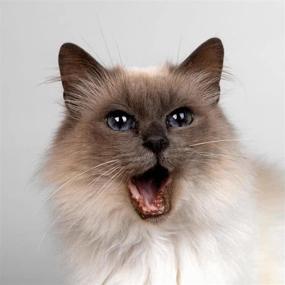 猫狗小分队:长沙市望城区