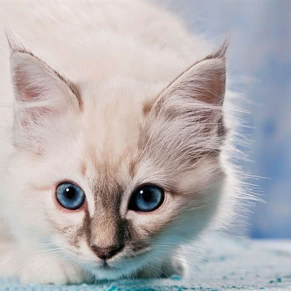 猫柠:张家口市沽源县