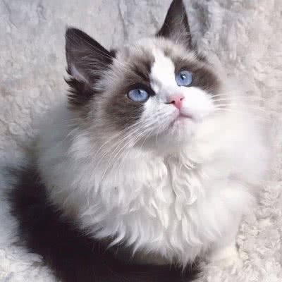 猫爸爸:呼和浩特市回民区海亮附近
