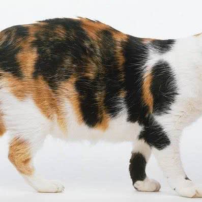猫猫狗狗宠物用品店:南宁市西乡塘区北大路附近