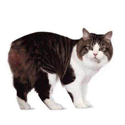 安吉猫屋:开封市鼓楼区大南门附近