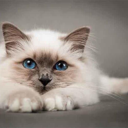 猫狗摆渡人:无锡市梁溪区广瑞街道附近