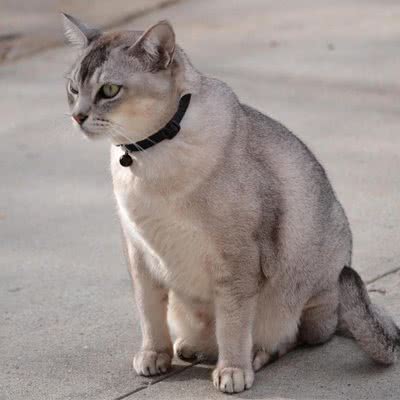 图图猫舍:上海城区嘉定区安亭镇附近