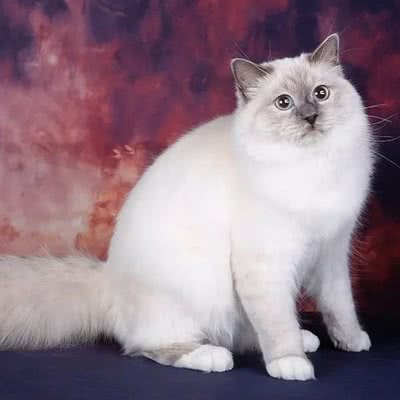 酒窝猫屋:成都市成华区财富又一城附近