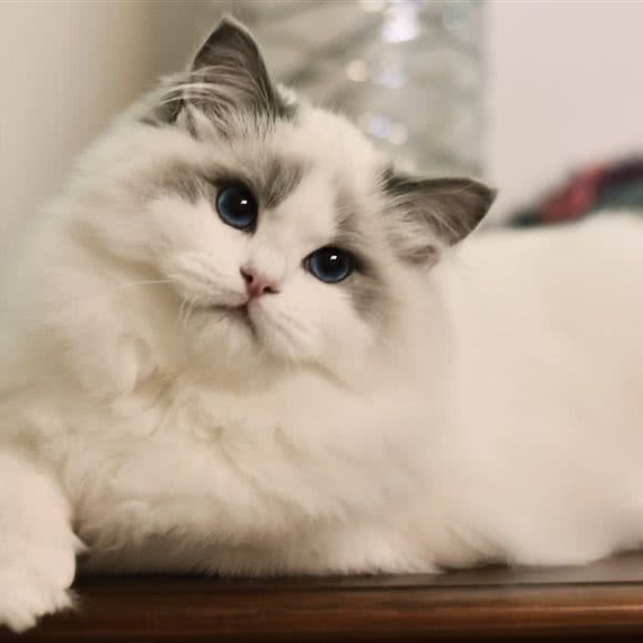 Dorson猫咪宠物生活体验馆:广州市番禺区长隆/南村附近