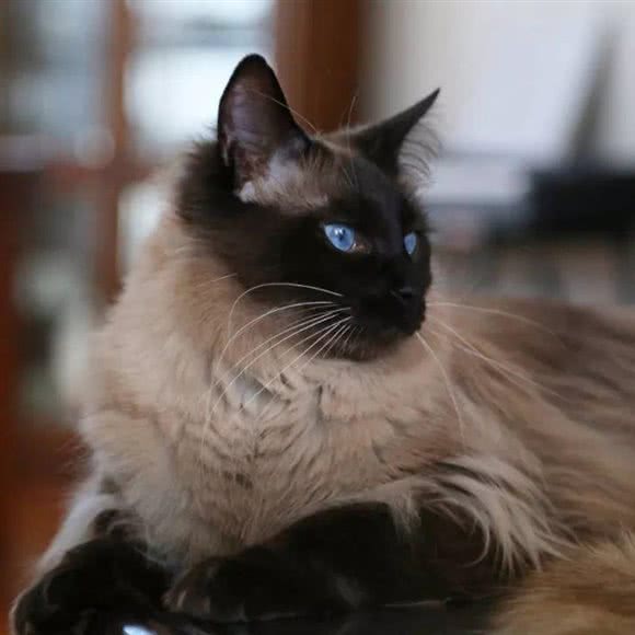 R.F名猫猫舍:成都市武侯区高新区附近