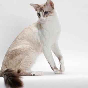 猫咪寄养:杭州市西湖区三墩镇附近