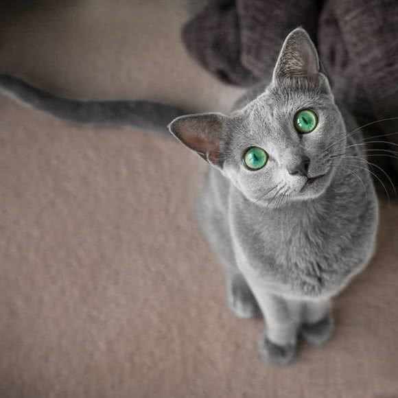 这有猫猫咖:辽源市龙山区七一附近