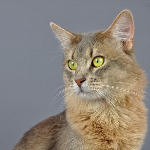 猫与狗宠物生活馆:南京市秦淮区升州路/集庆路附近