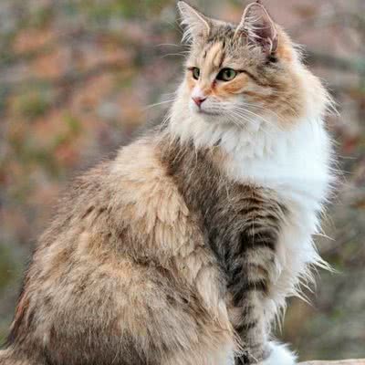 TOM汤姆猫宠物生活馆:苏州市昆山市玉山镇附近