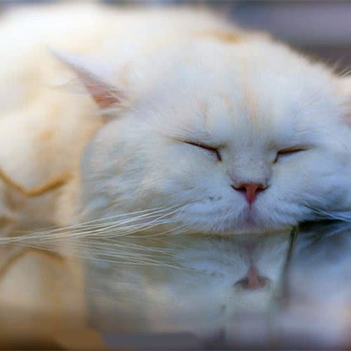Good猫林:成都市龙泉驿区西河镇附近