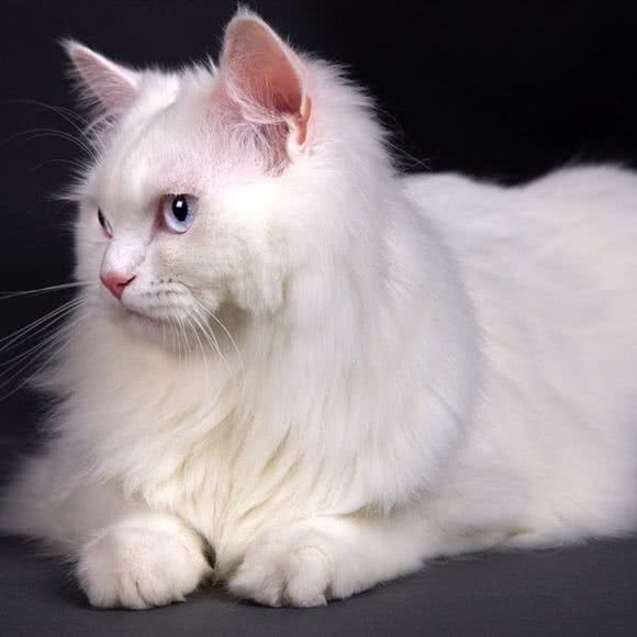 66猫馆:深圳市福田区梅林附近