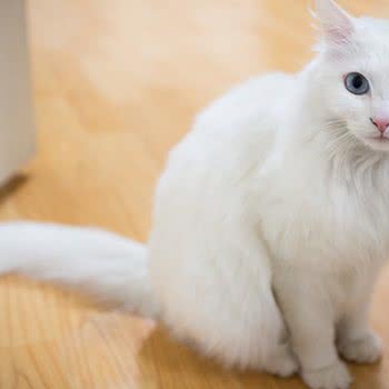 半壁疆山名猫馆·活体售卖:成都市双流区