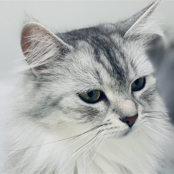 巷里猫犬猫俱乐部:镇江市丹阳市