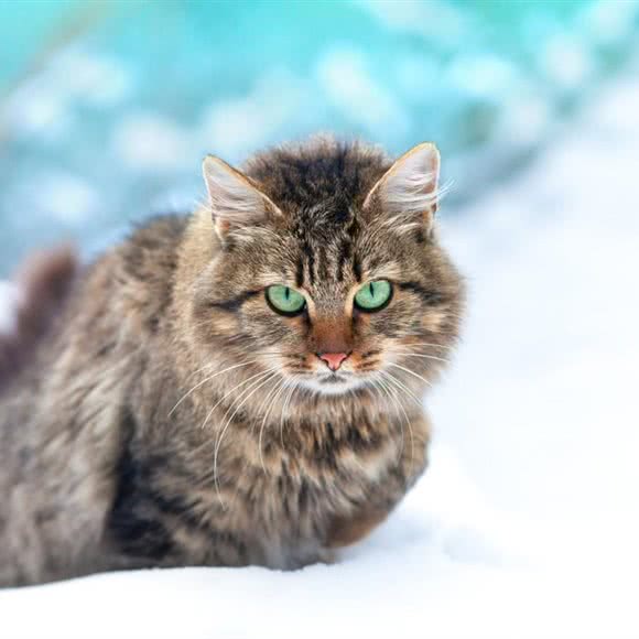 猫舍宠物狗超市:天津城区武清区武清区附近