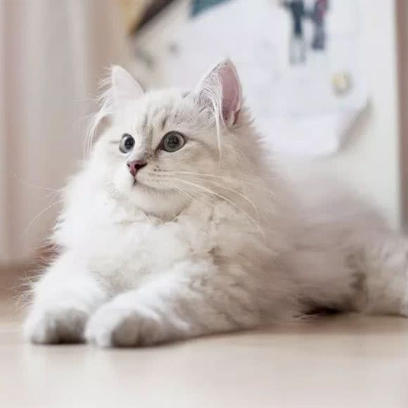 星·猫咖:成都市郫都区