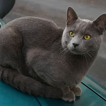御猫苑:金华市婺城区江南附近