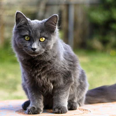 拾悦猫舍·狗狗售卖:合肥市政务区翡翠路附近