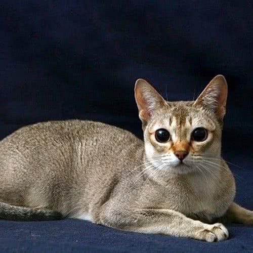 燕窝猫咖:苏州市太仓市