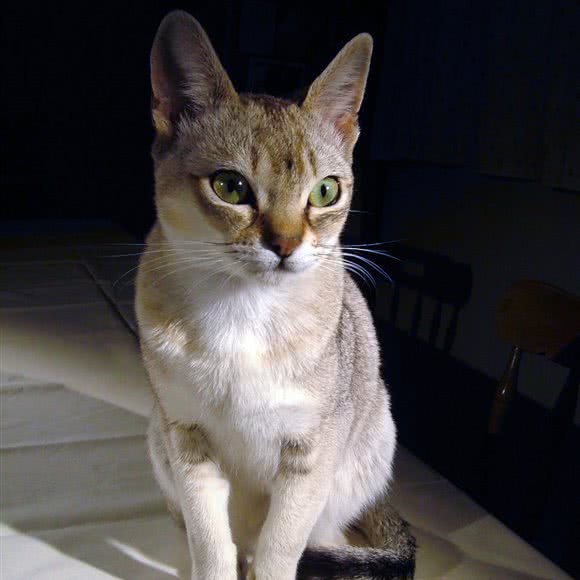 狗弟猫妹狗狗生活馆:大同市平城区万达附近