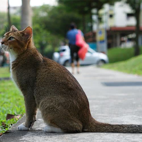 喵小汪宠物生活馆(猎德店):广州市天河区岑村/火炉山附近
