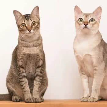 糖果家的猫:成都市郫都区