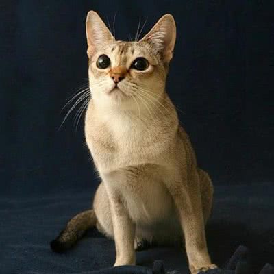 我的猫狗:盘锦市兴隆台区鹤乡附近