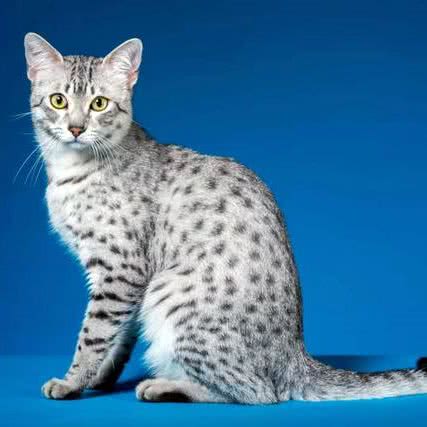 萌猫之家:成都市锦江区锦江宾馆附近