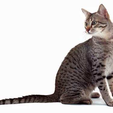 白羊男的猫:临沂市河东区新城吾悦广场附近