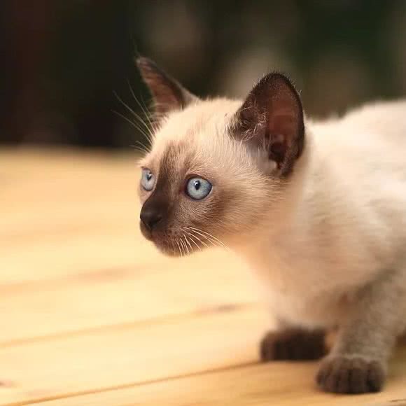 董小姐的猫舍:合肥市新站区
