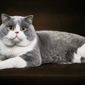 猫猫馆:四平市伊通满族自治县