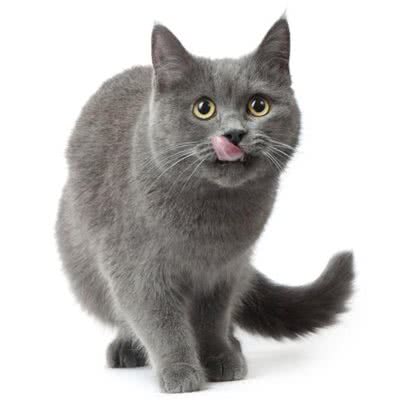 狗不理猫宠物生活馆:乌鲁木齐市米东区