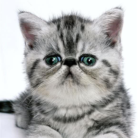 猫狗澡堂子:天津城区武清区武清区附近
