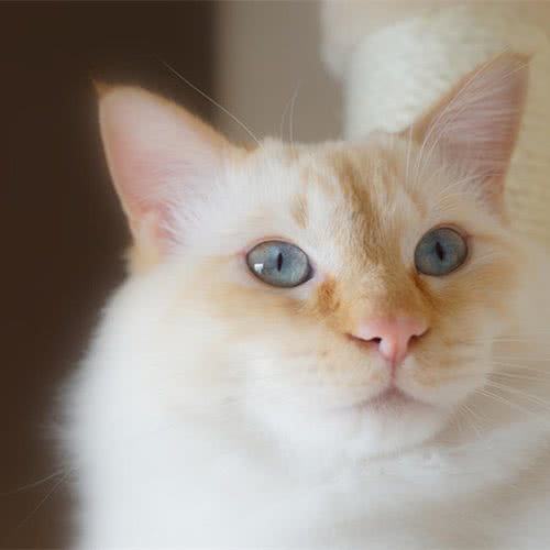 1993宠物名猫馆:成都市锦江区川师大菊园一条路附近