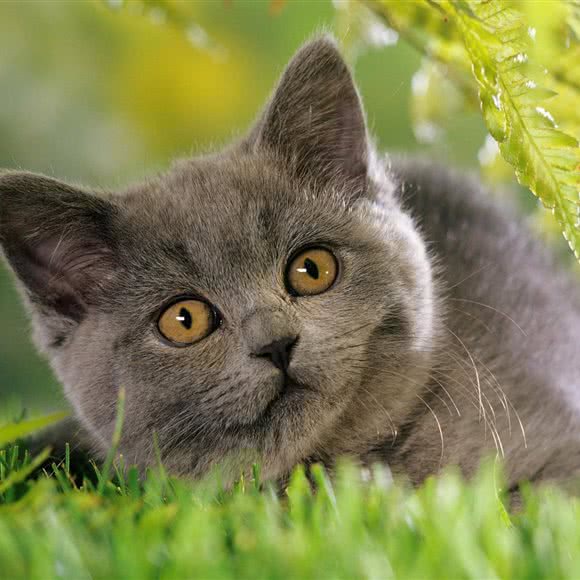 喵屋猫舍:长沙市天心区天虹附近