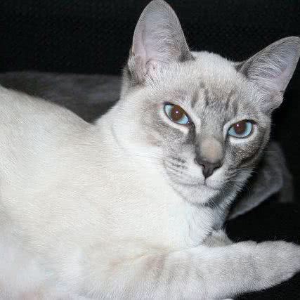 猫掌柜(呼和浩特店):呼和浩特市回民区海亮附近