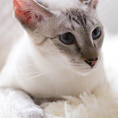 宠物猫:天津城区宝坻区宝坻区附近