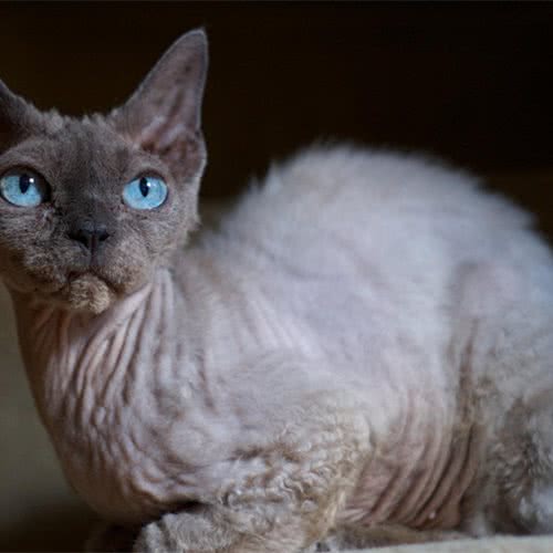 团团猫舍:南京市浦口区弘阳广场/印象汇附近
