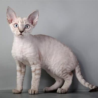 猫狗日记:乌鲁木齐市水磨沟区昆仑东路附近