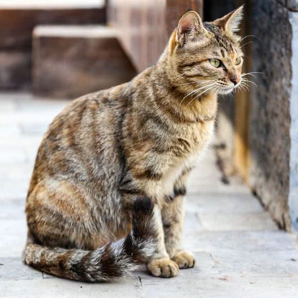 这有猫狗狗生活馆:盘锦市双台子区