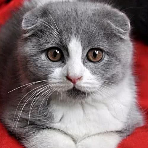 hello cat猫咪萌宠集:连云港市赣榆区