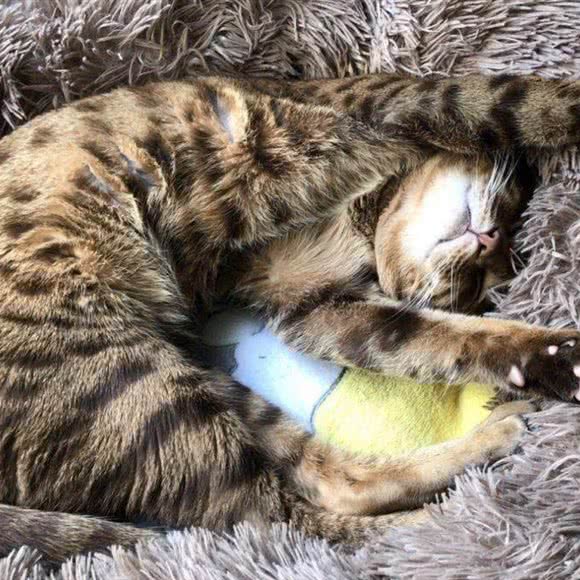 洋洋猫舍:合肥市瑶海区东二环附近