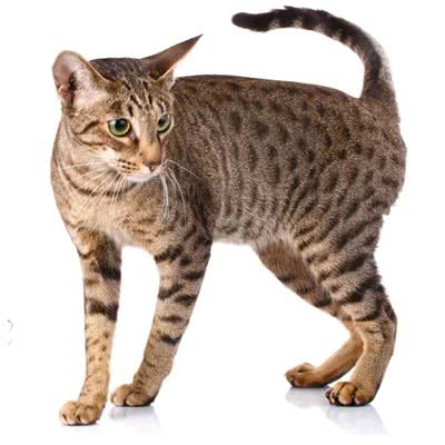 猫狗大战宠物乐园:唐山市滦南县