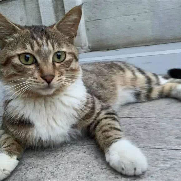 猫舍:鞍山市海城市