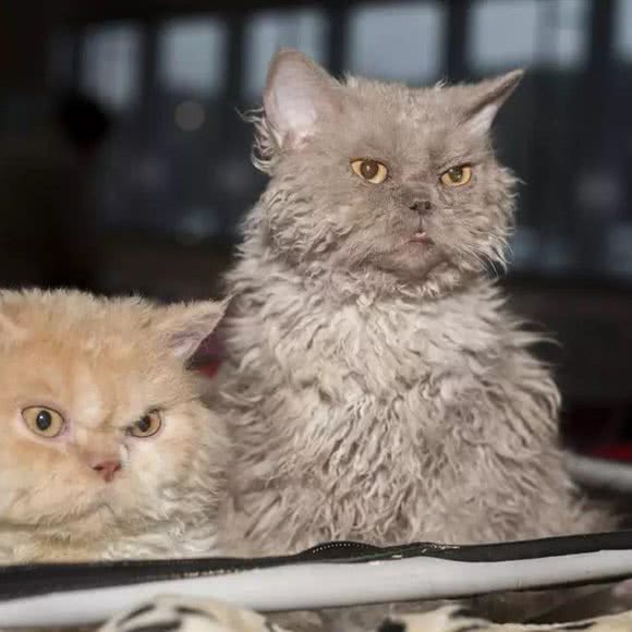 狗的猫腻宠物用品:长沙市天心区芙蓉南路沿线附近